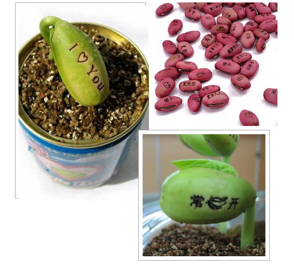 激光打標(biāo)魔豆，讓愿望如花兒般綻放