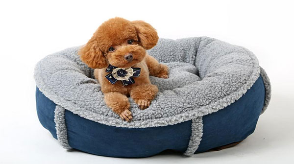 激光切割寵物用品，讓您的愛寵與眾不同